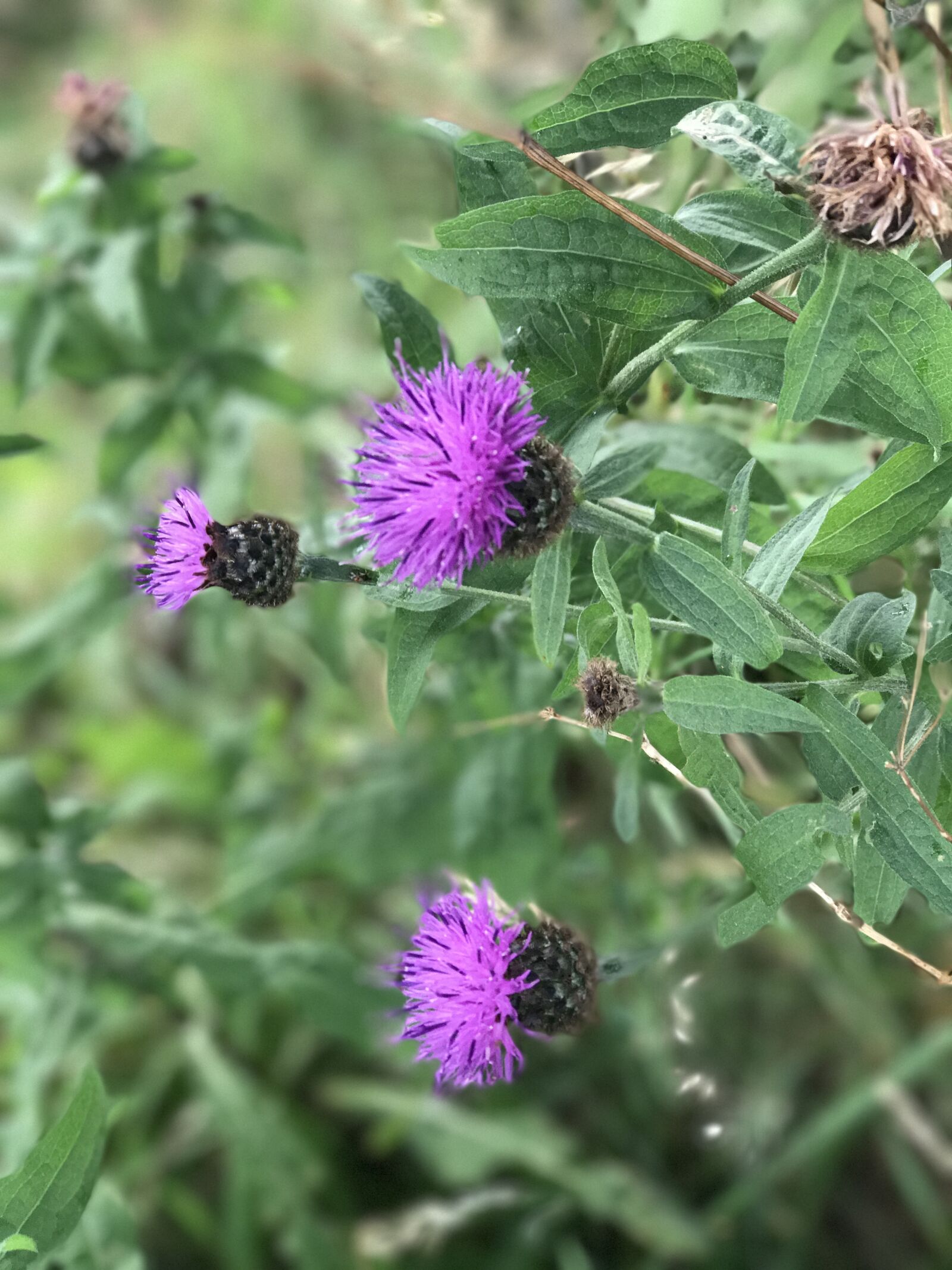 Apple iPhone 7 Plus sample photo. Thistle, wild flowers, scotland photography