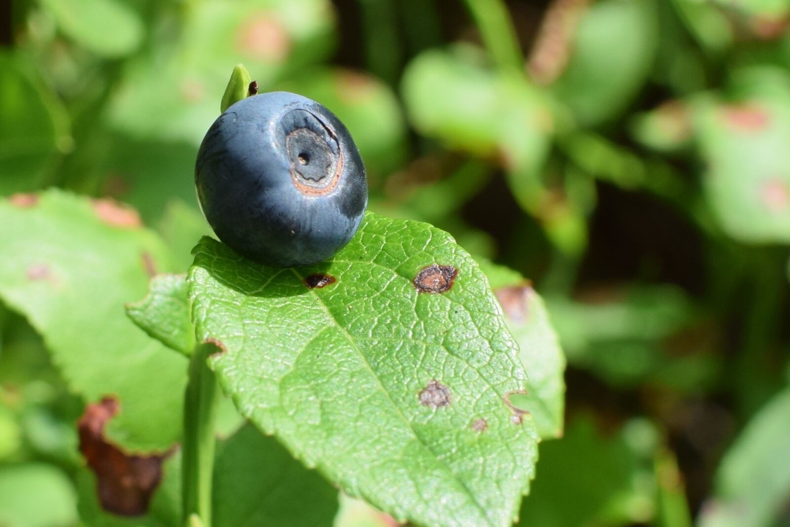 Nikon D5300 sample photo. Blueberry, wild berry, delicious photography