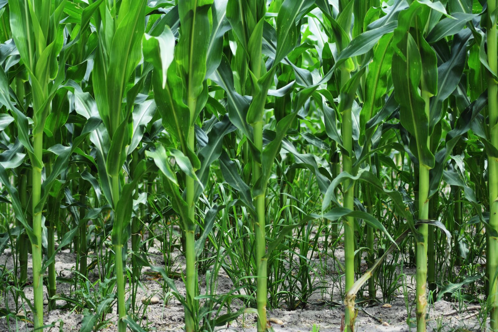 Nikon D3400 sample photo. Corn, reed, grain plant photography