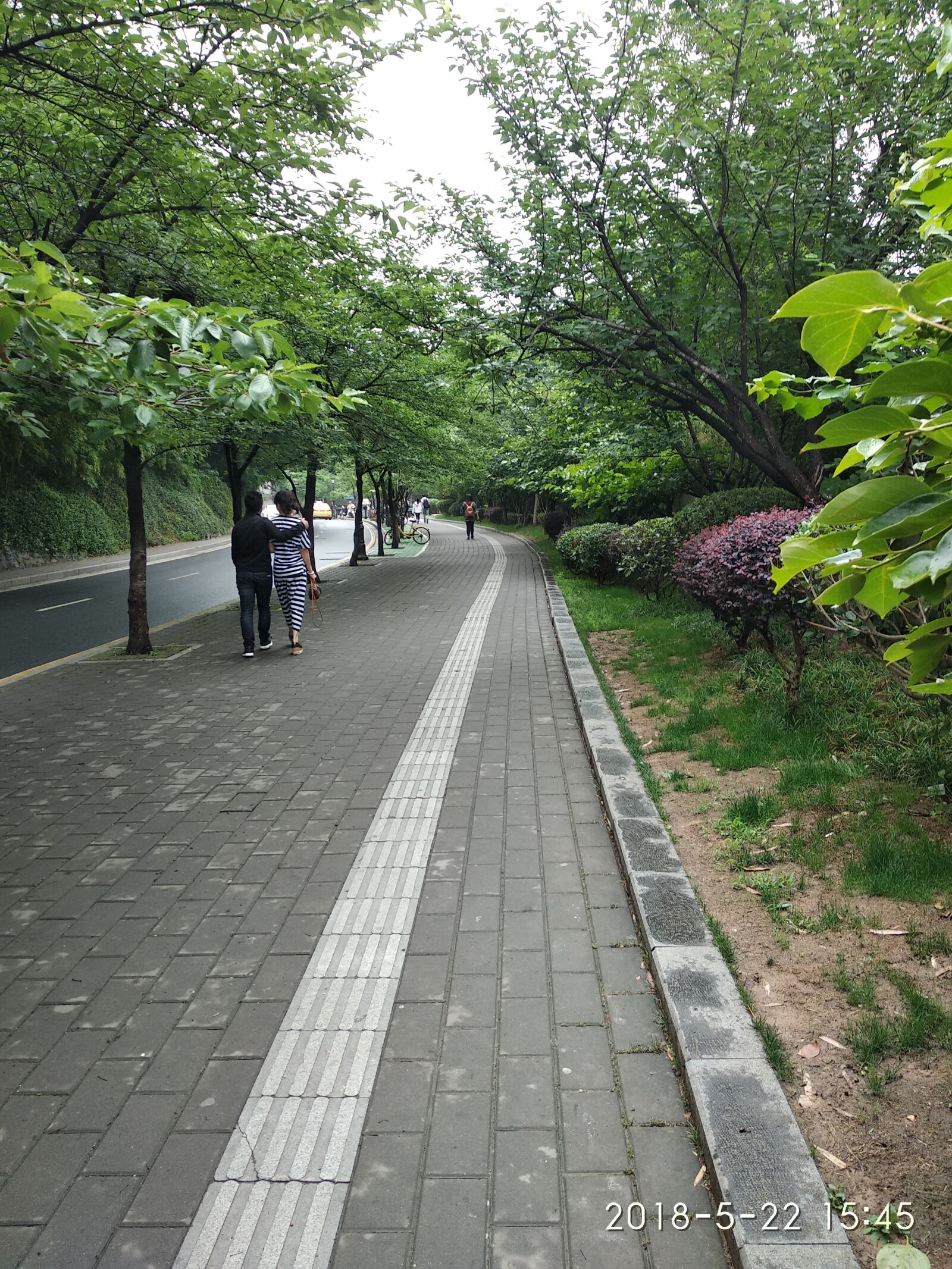 Xiaomi Redmi 5 Plus sample photo. Trees, trail, walking photography