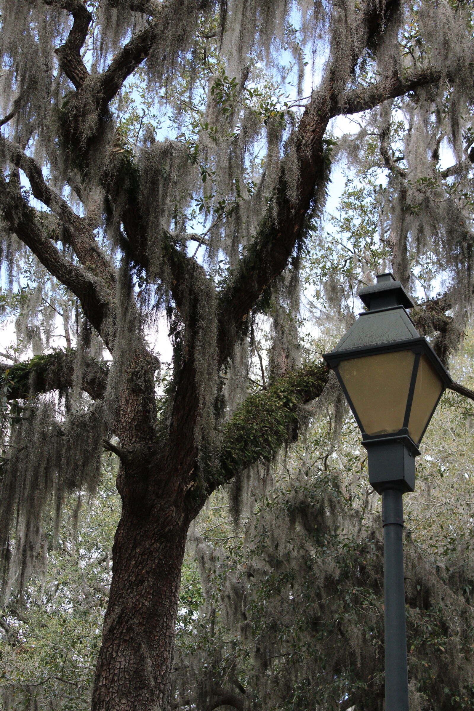 Canon EOS 1200D (EOS Rebel T5 / EOS Kiss X70 / EOS Hi) sample photo. Georgia, savannah, spanish, moss photography