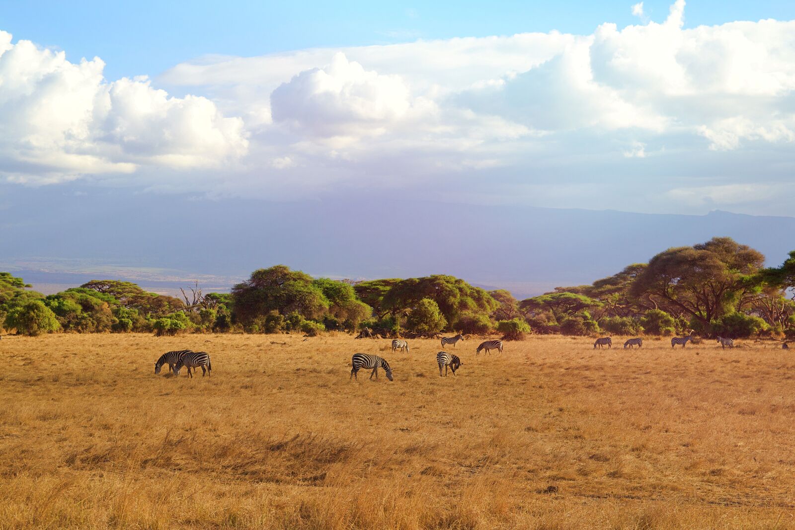 Canon EOS 600D (Rebel EOS T3i / EOS Kiss X5) sample photo. Africa, safari, animal world photography