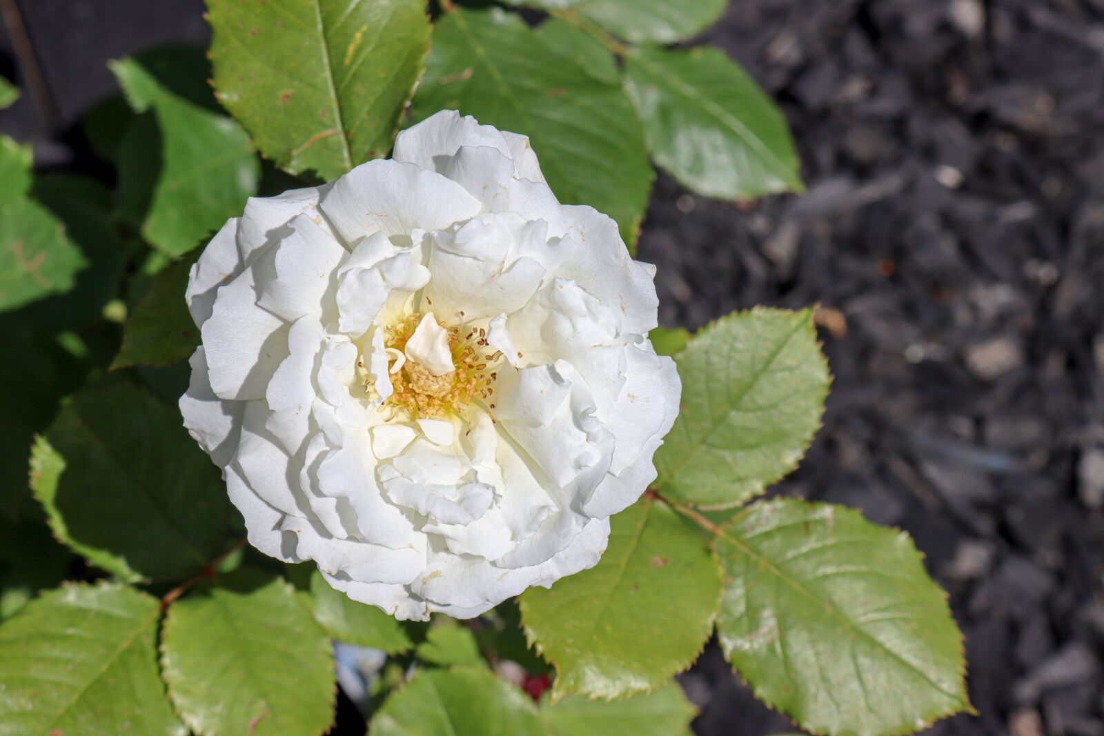 Canon EOS 90D sample photo. Flower, green, blossom photography