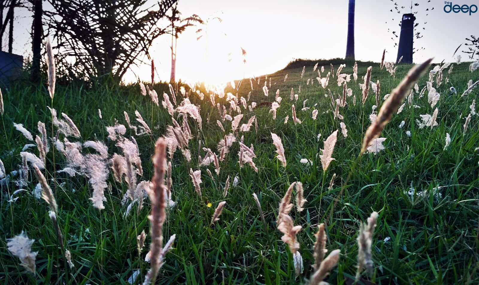 Xiaomi Redmi 3S sample photo. Colourful, flower, garden, garden photography