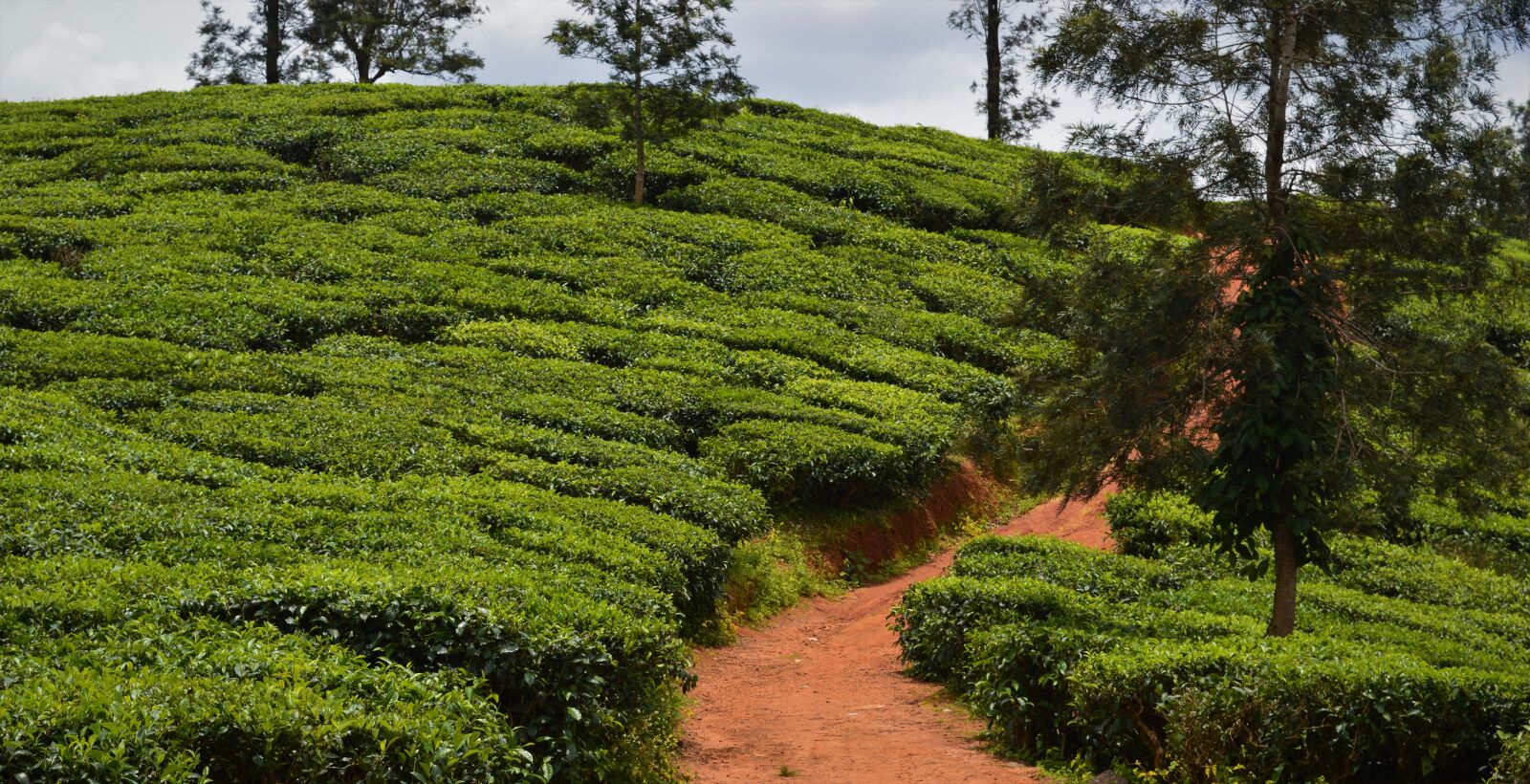 Nikon D3200 sample photo. Tea plantation, agriculture, nature photography