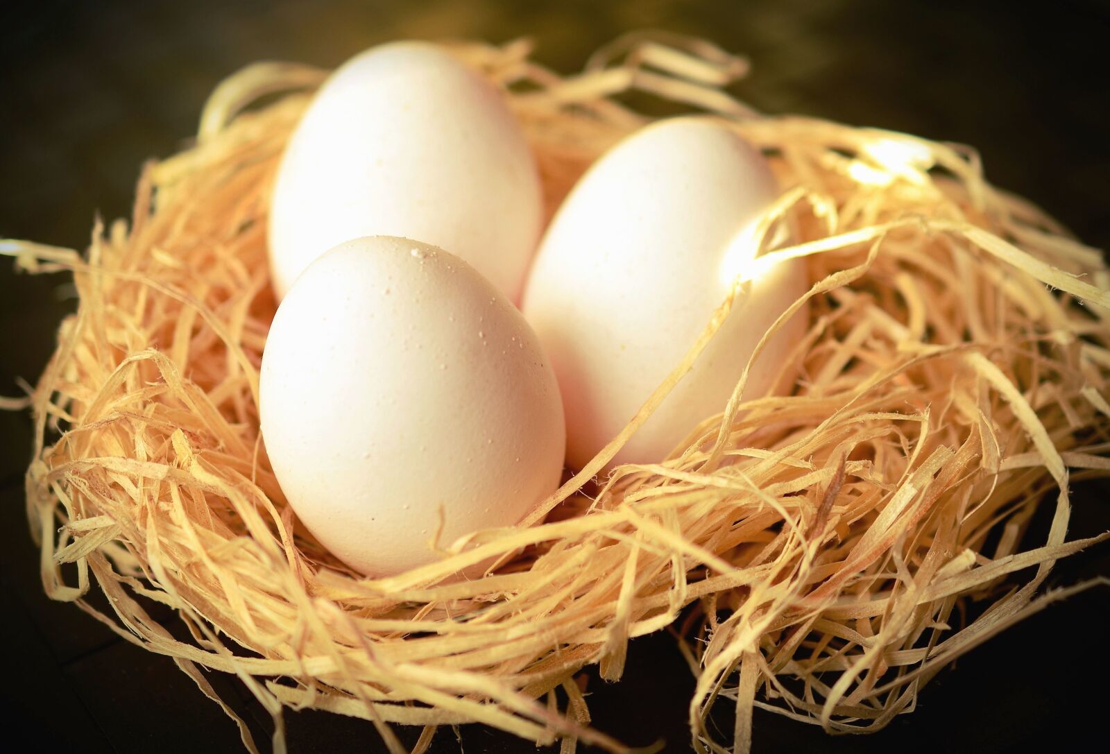 Nikon D5100 sample photo. Egg, nest, bird, animal photography