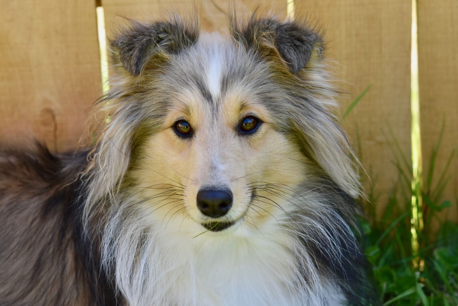 Nikon D5600 sample photo. Dog, dog berger shetland photography