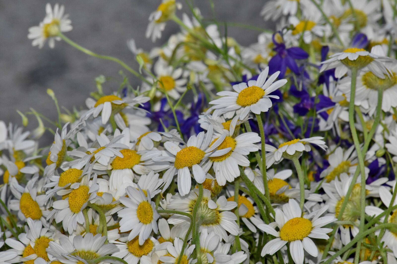 Nikon D5500 sample photo. Chamomile, flower, plant, summer photography