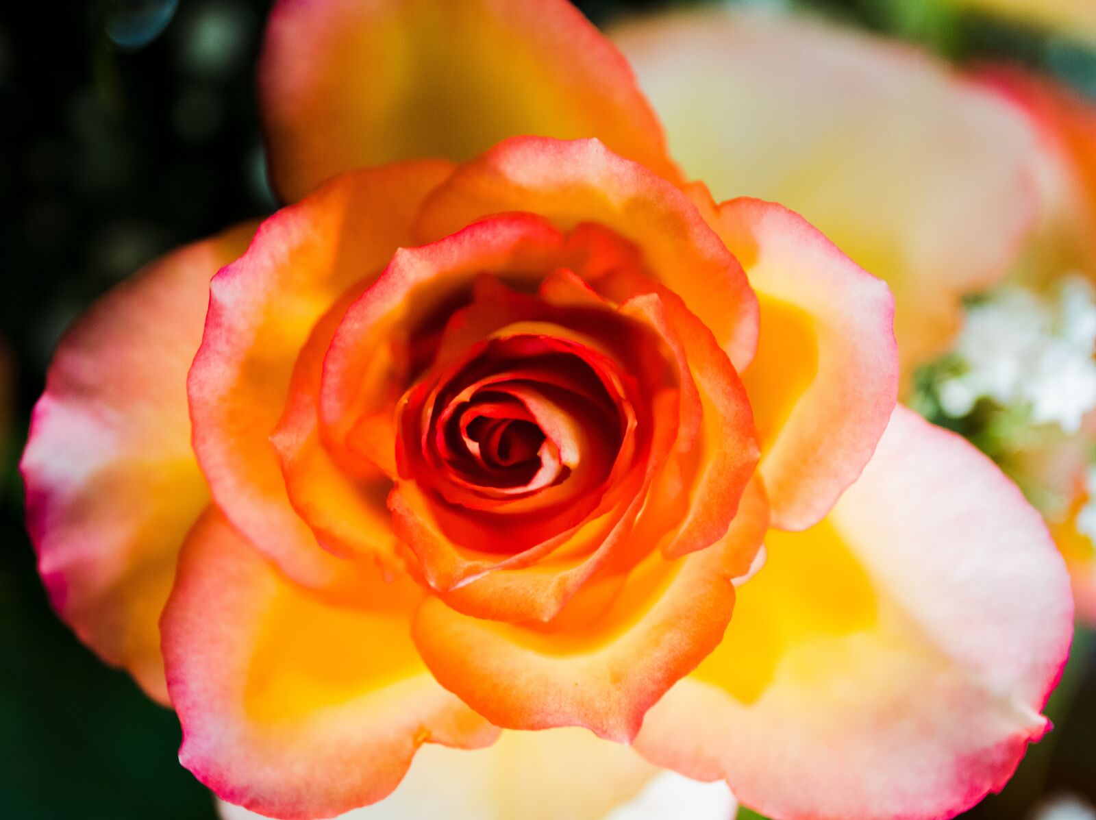 Canon EOS 5D Mark IV + Canon EF 24-70mm F4L IS USM sample photo. Rose, yellow, red photography