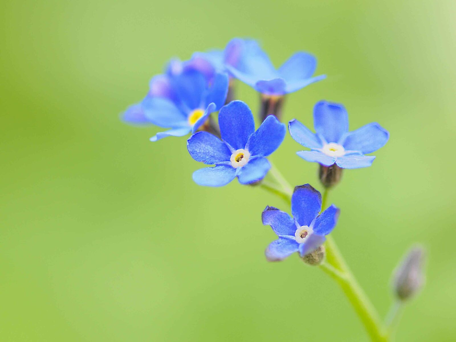 Nikon D300 sample photo. Blue flower, nature, wildflower photography