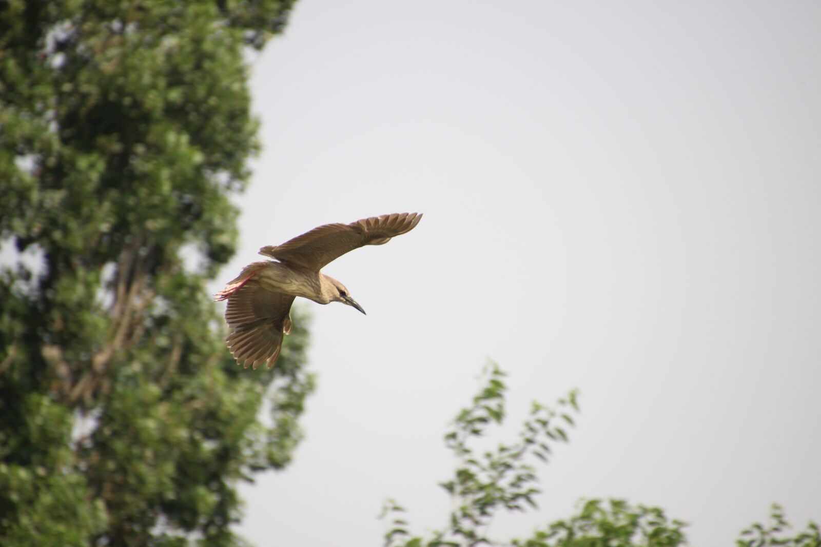 Canon EOS 600D (Rebel EOS T3i / EOS Kiss X5) sample photo. Night heron, bird, flight photography