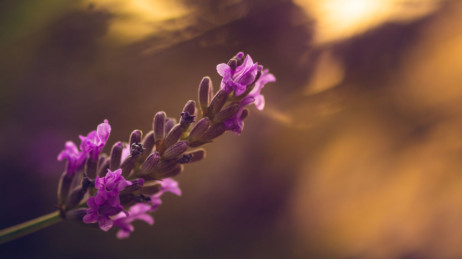 Sony SLT-A58 sample photo. Lavender, sunset, nature photography
