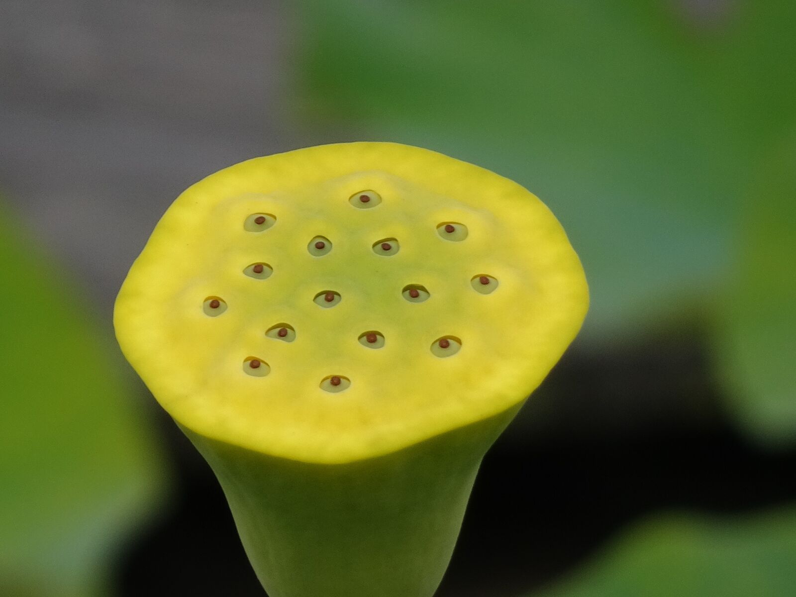 Sony Cyber-shot DSC-HX90V sample photo. Lotus, flower, fruit photography
