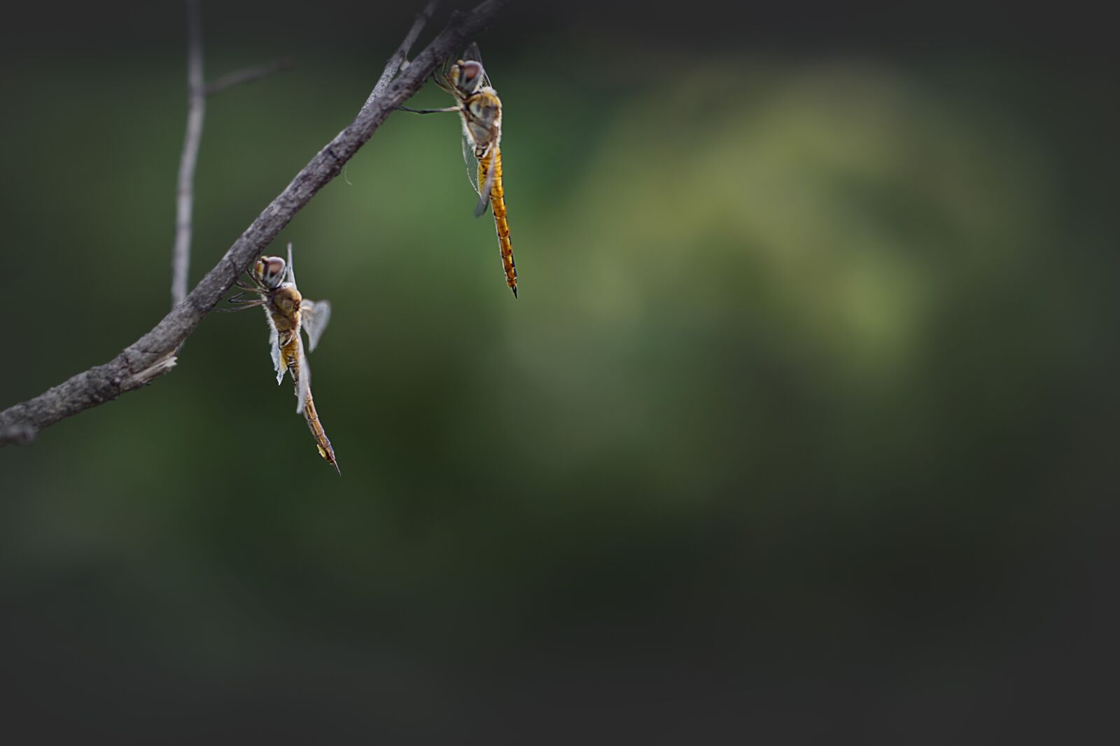Canon EF 100mm F2.8L Macro IS USM sample photo. Dragonfly, insects, wing photography