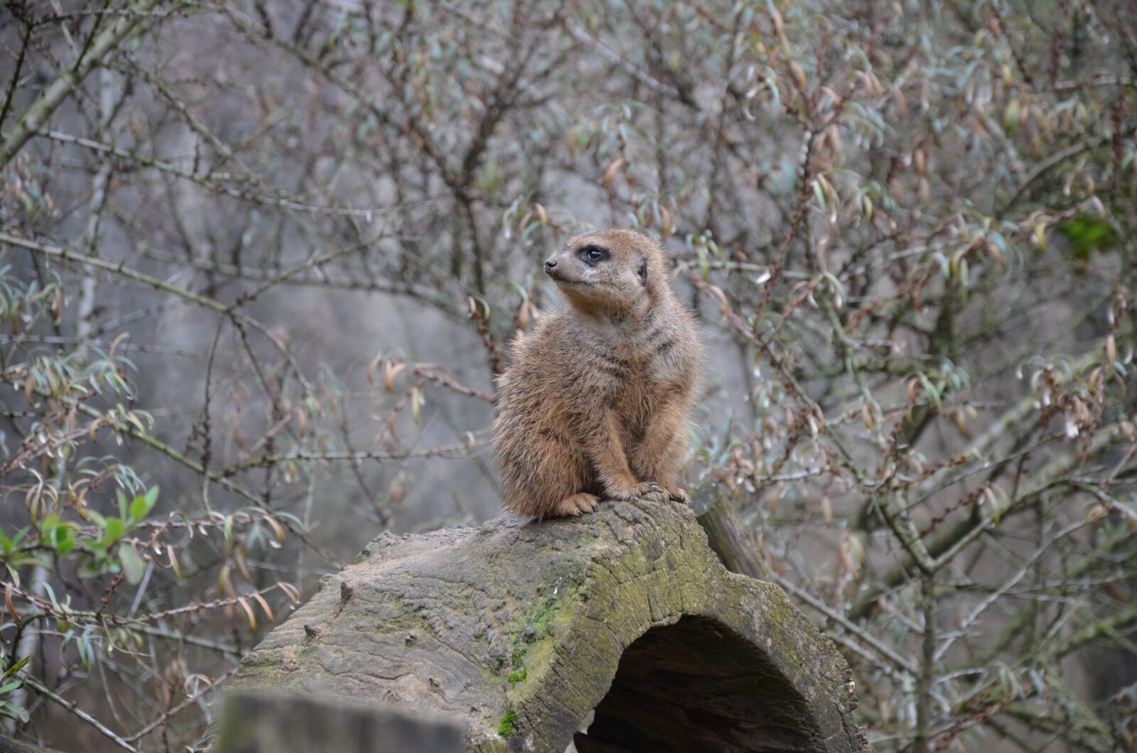 Nikon D5100 sample photo. Meerkat, guard, attention photography