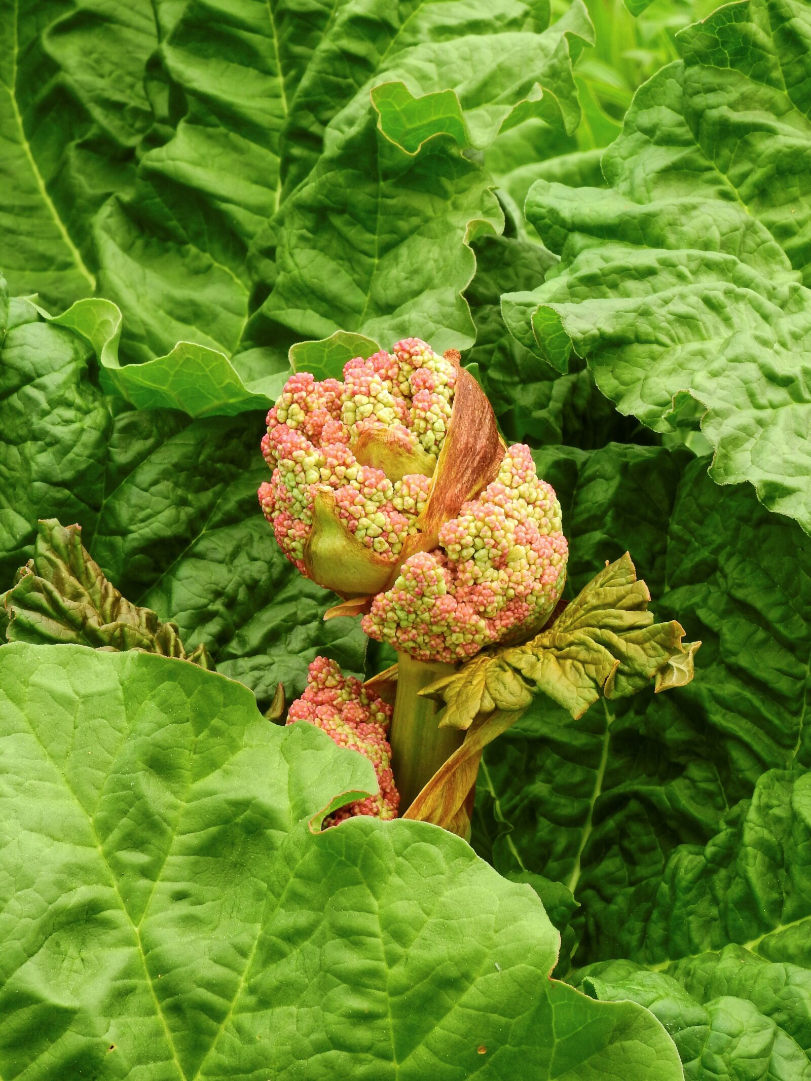 Nikon Coolpix P900 sample photo. Rhubarb, vegetables, fruit photography