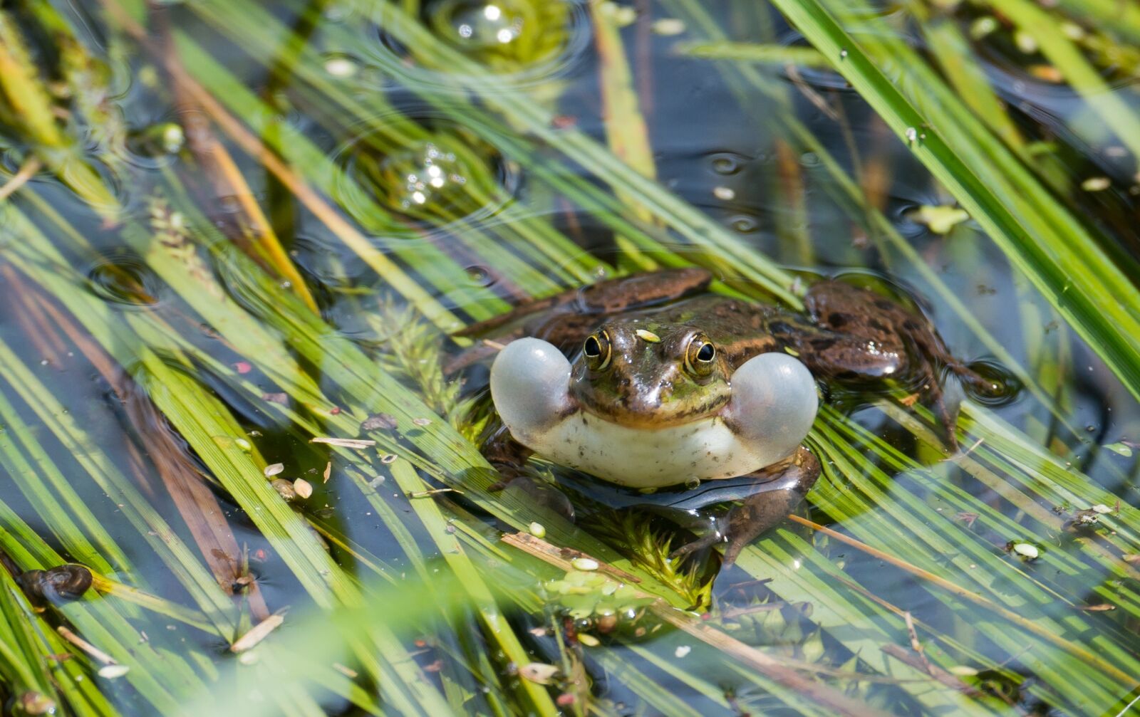 Nikon D800 sample photo. Frog, water frog, ranidae photography