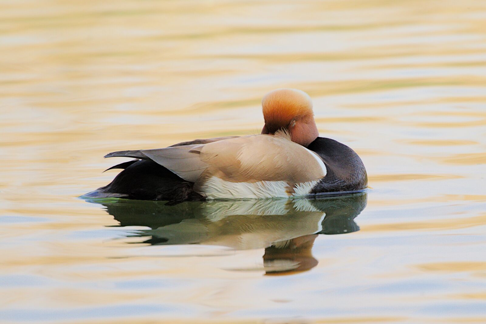 Canon EOS M5 sample photo. Kolbente, duck, lake photography