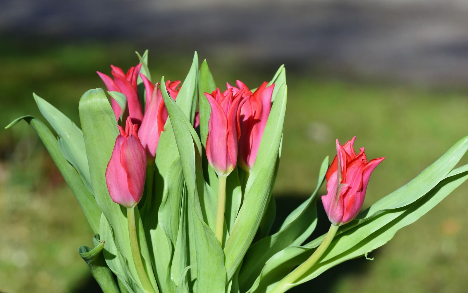 Nikon D7200 sample photo. Tulip, tulip bouquet, blossom photography