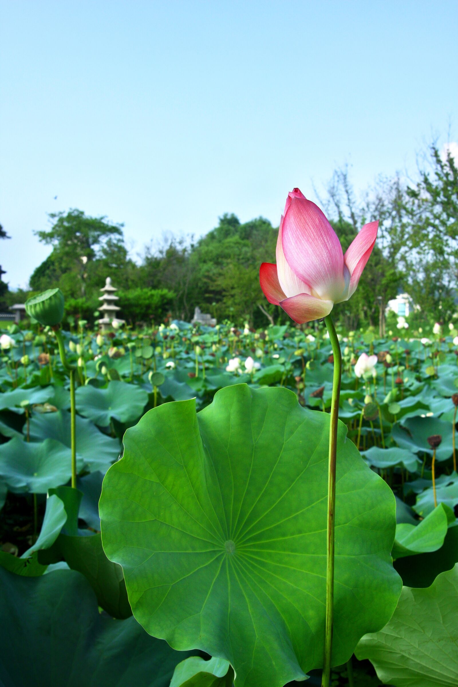 Canon EOS 40D sample photo. Lotus, plants, nature photography