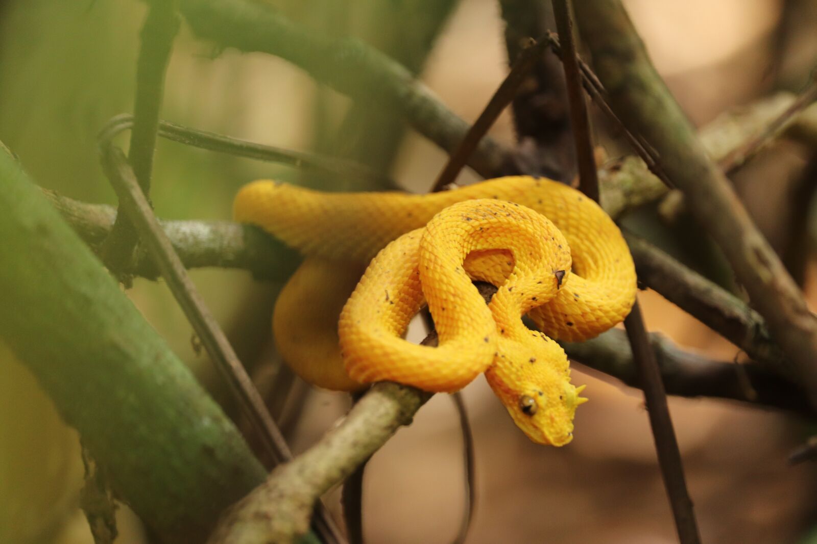 Canon EF-S 55-250mm F4-5.6 IS STM sample photo. Eyelash pit viper, venomous photography
