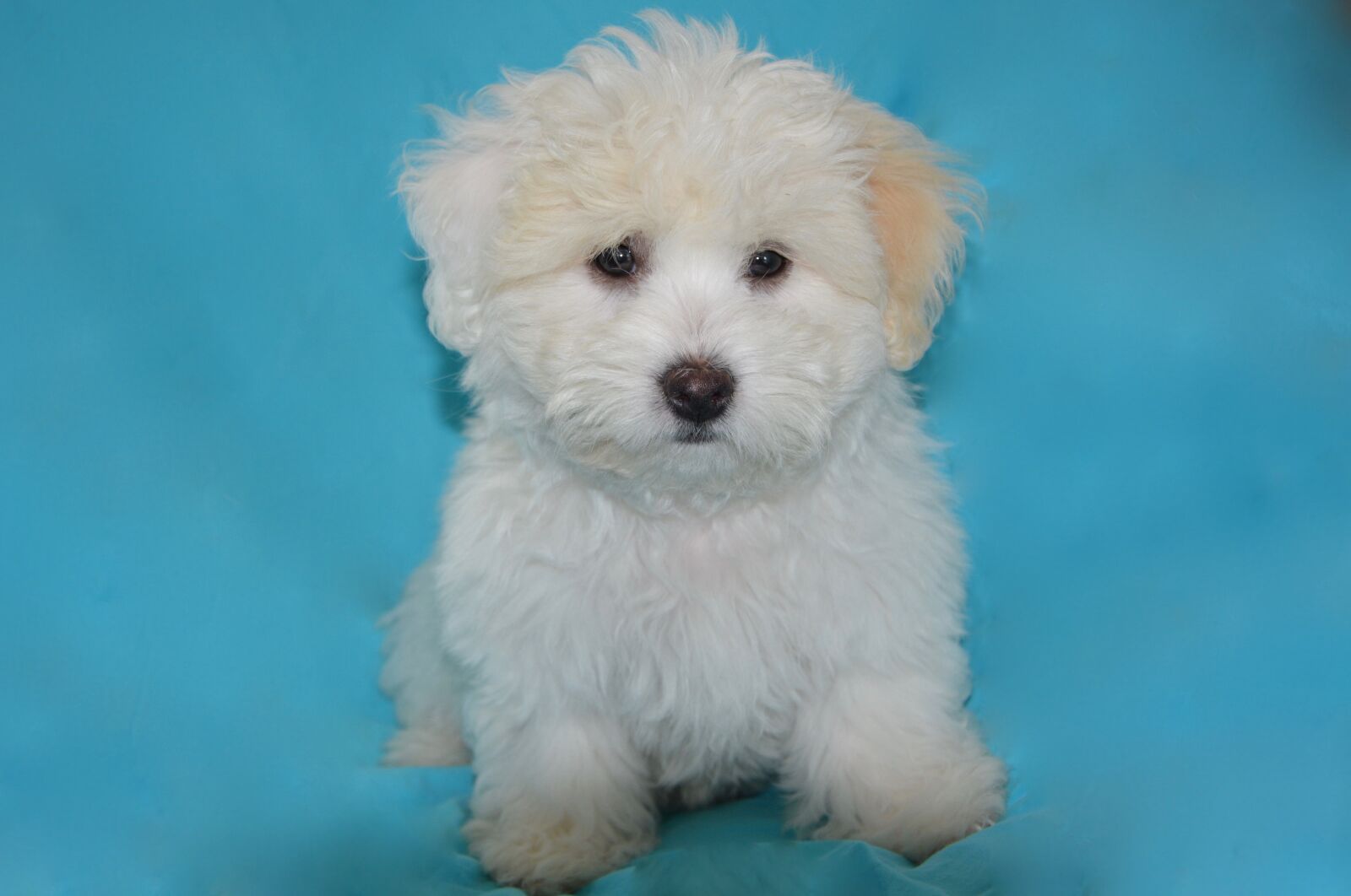 Nikon D5200 sample photo. Puppy, dog, pet dog photography