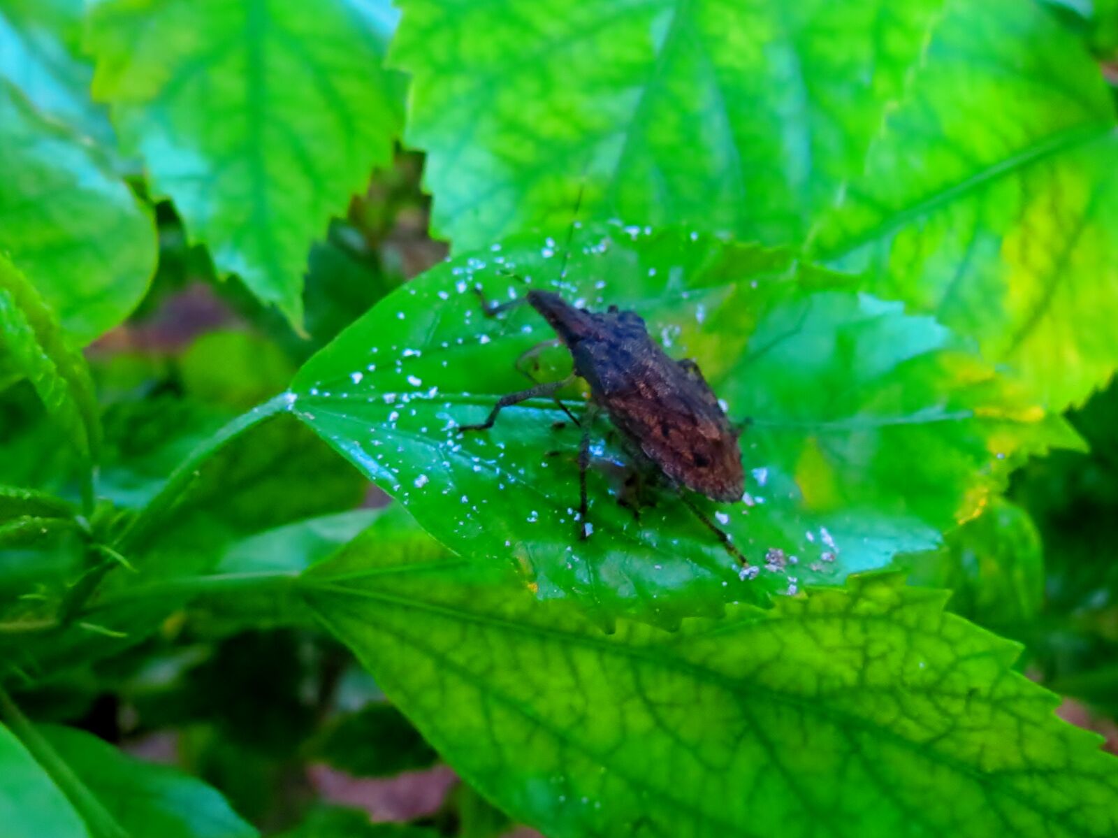 Canon PowerShot SX40 HS sample photo. Bug, insect photography
