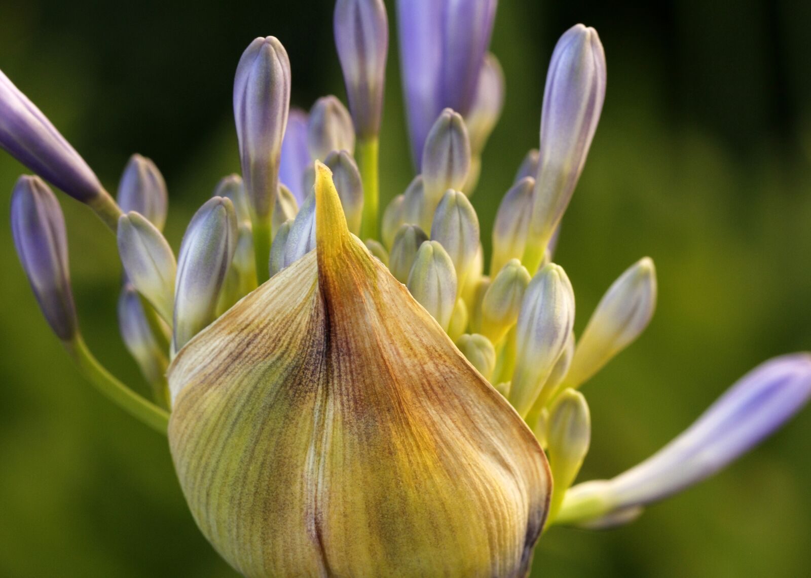 Canon EF 100mm F2.8L Macro IS USM sample photo. Agapanthus, lily of the photography