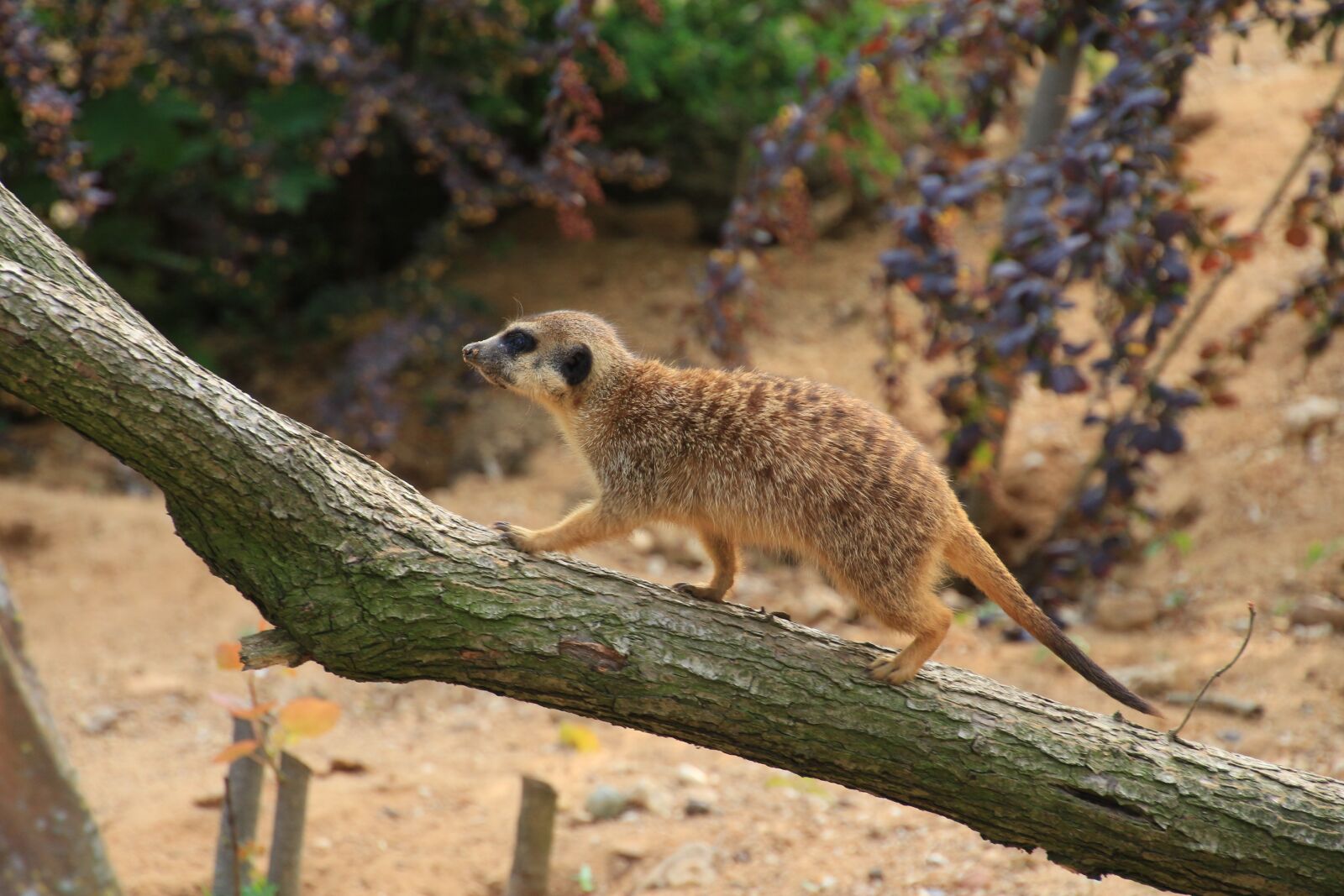 Canon EOS 650D (EOS Rebel T4i / EOS Kiss X6i) sample photo. Meerkat, zoo, cute photography