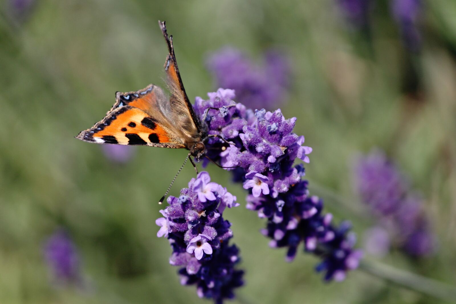 Canon EOS 1100D (EOS Rebel T3 / EOS Kiss X50) sample photo. Butterfly, little fox, insect photography