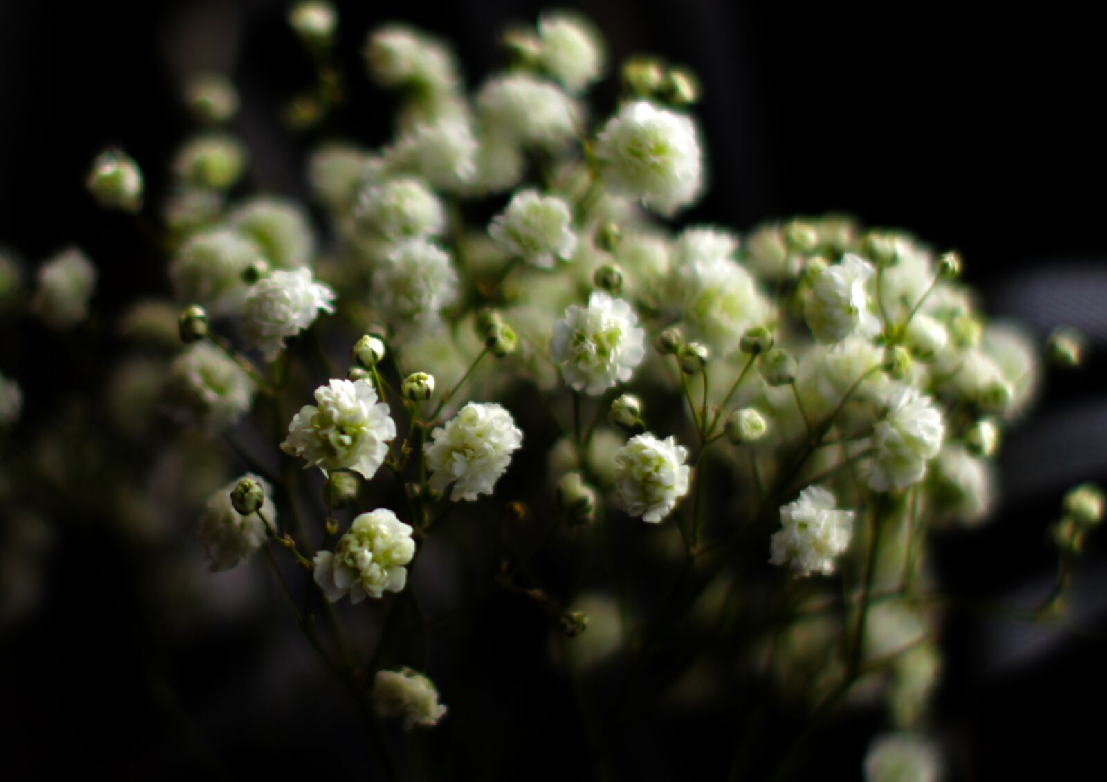 Canon EOS 1200D (EOS Rebel T5 / EOS Kiss X70 / EOS Hi) sample photo. Flowers, bouquet, grass photography