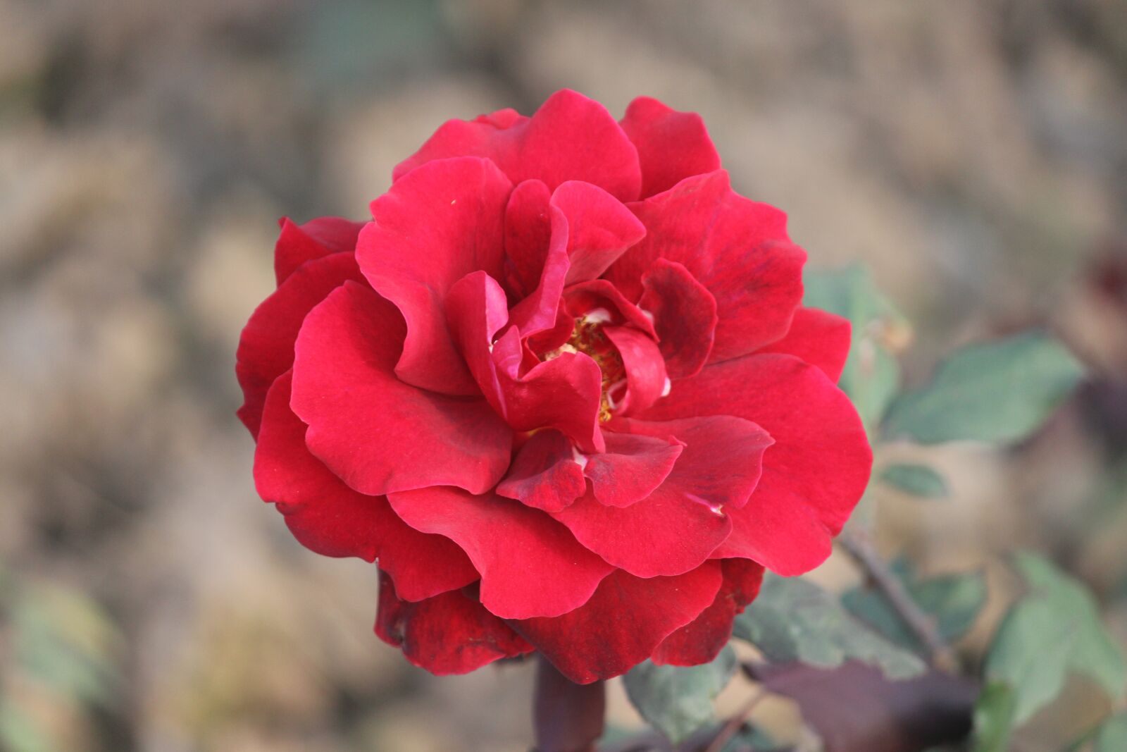 Canon EOS 600D (Rebel EOS T3i / EOS Kiss X5) sample photo. Flowers, chandigarh, rose photography