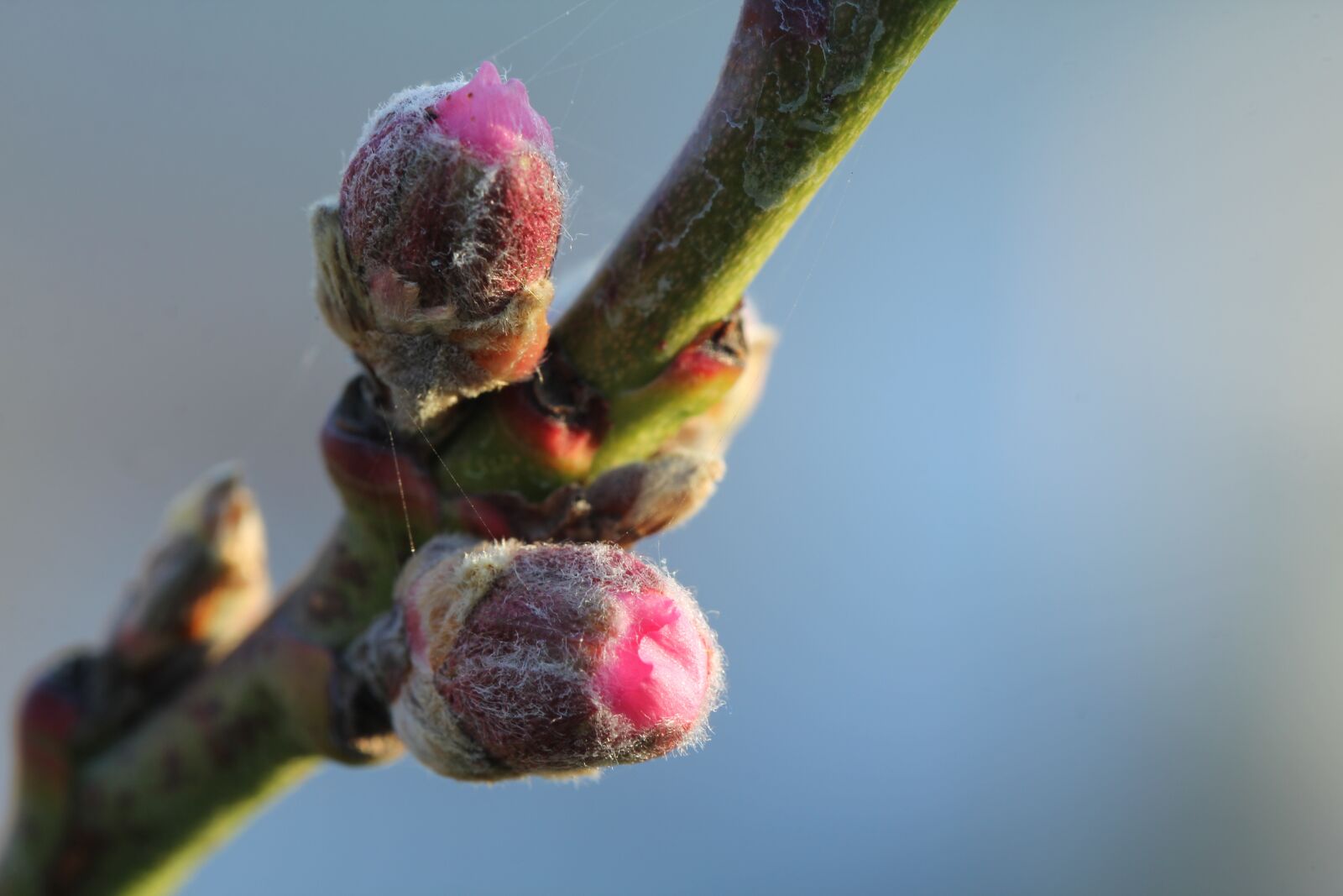 Canon EOS 60D sample photo. Peach, peach blossom, spring photography