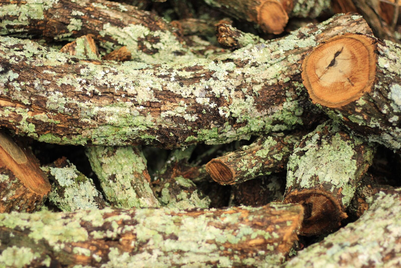 Canon EOS 60D + Canon EF 50mm F1.8 STM sample photo. Wood, fungus, wild photography