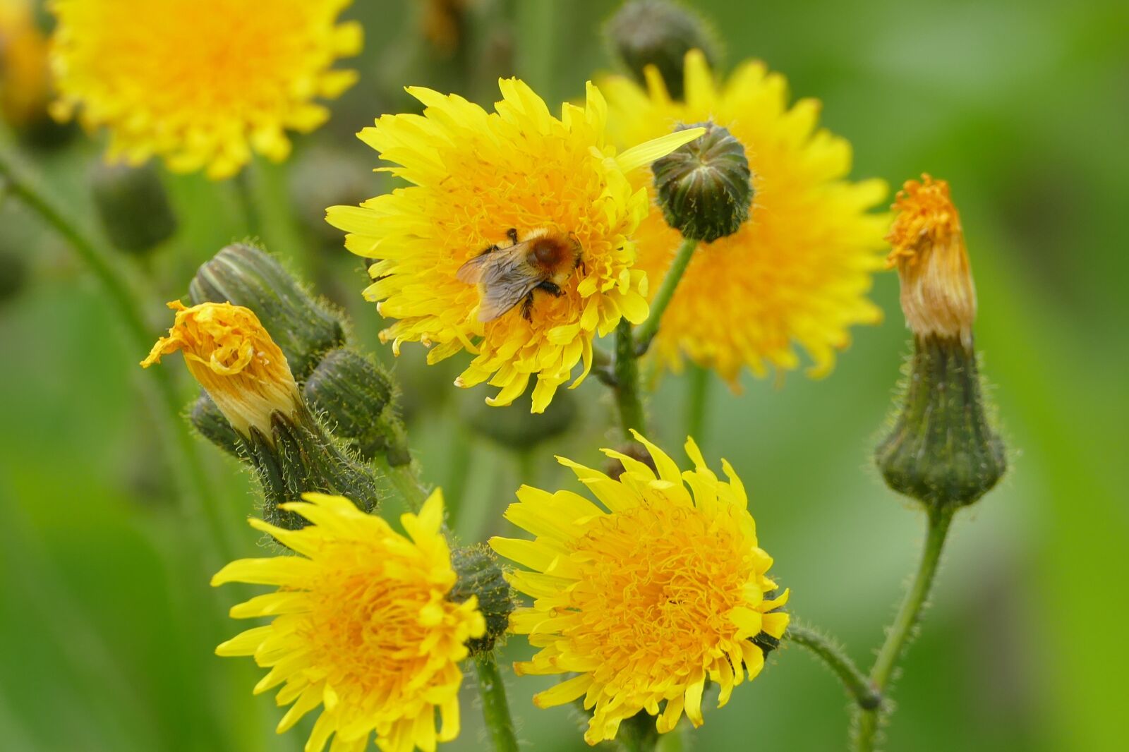 Panasonic Lumix DMC-FZ1000 sample photo. Hawkweed, yellow, blossom photography
