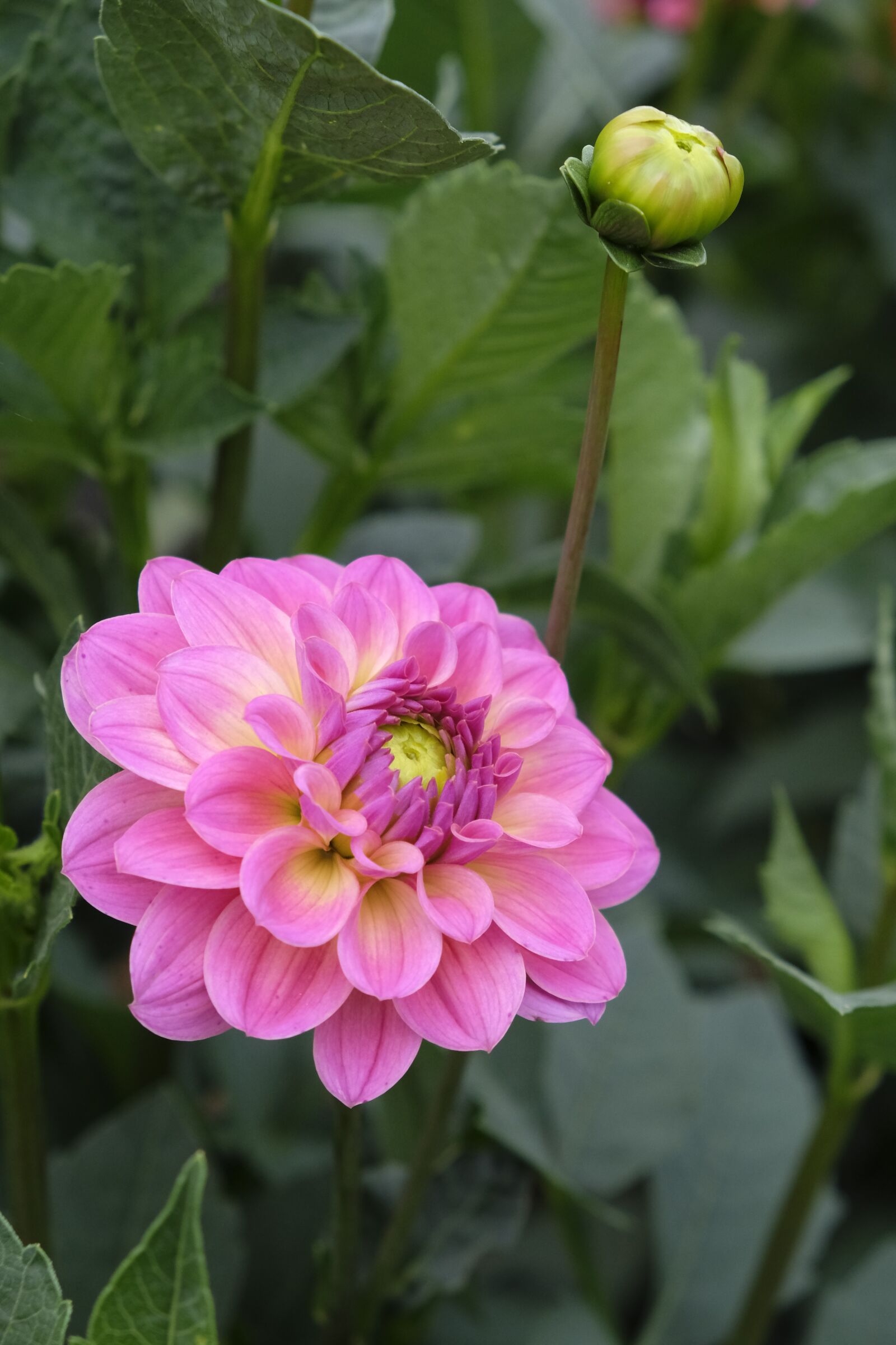Fujifilm XF 18-55mm F2.8-4 R LM OIS sample photo. Flower, blossom, bloom photography