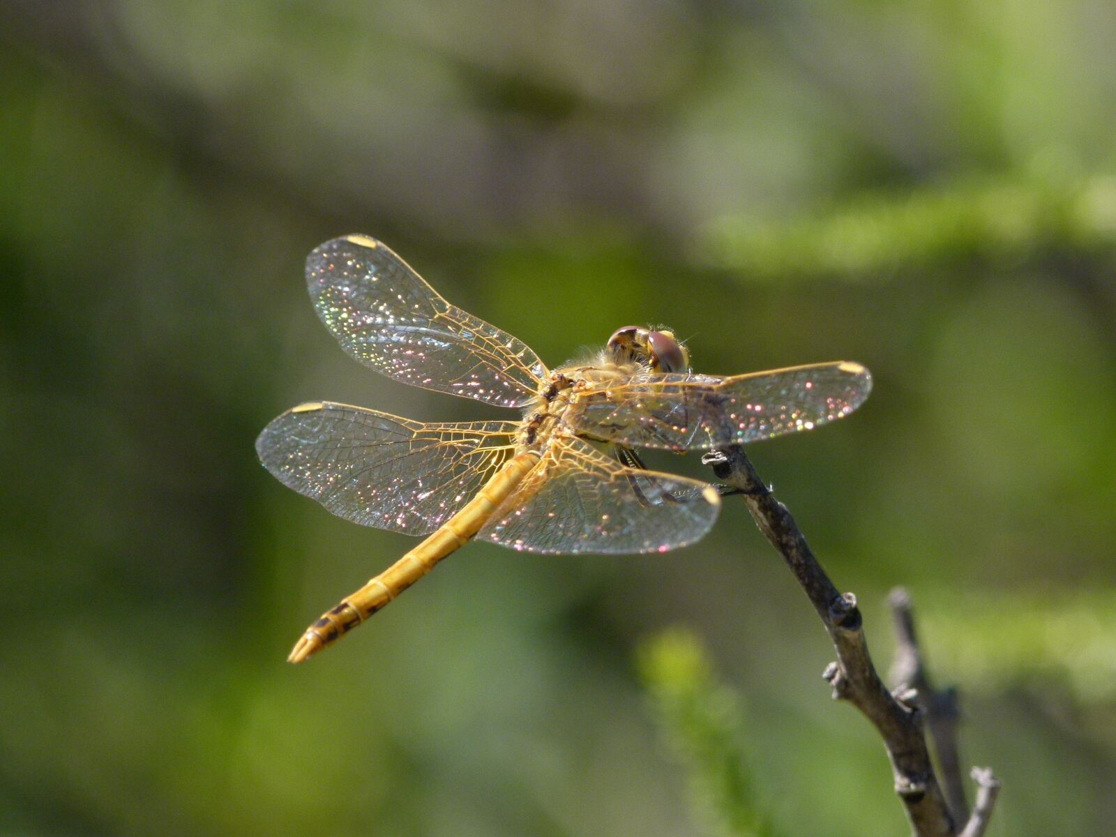 Leica V-Lux 2 sample photo. Sympetrum sinaiticum, dragonfly, yellow photography