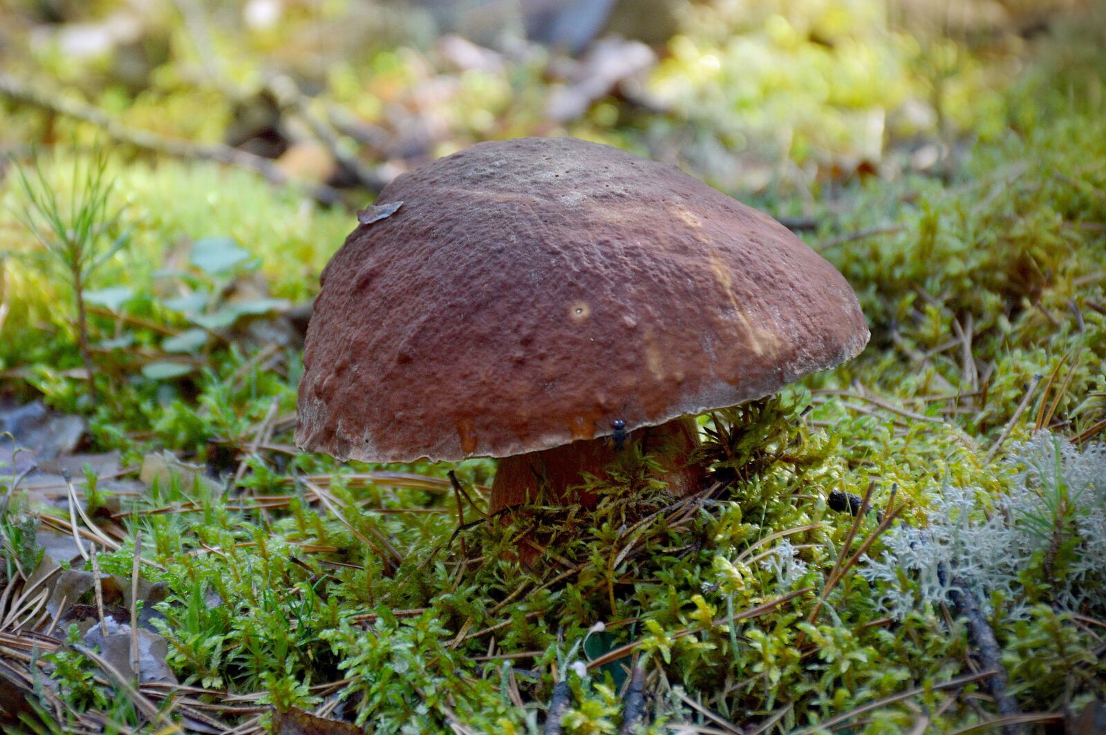 Nikon D3200 sample photo. Mushroom, white, summer photography