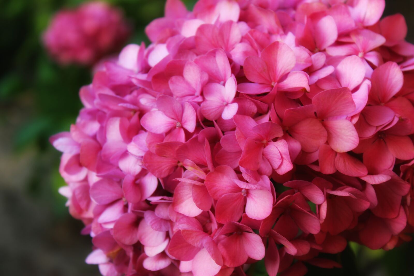 Canon EOS 1300D (EOS Rebel T6 / EOS Kiss X80) sample photo. Hydrangea, flower, plant photography