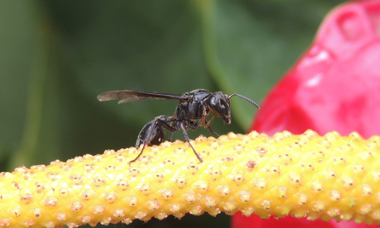 Nikon Coolpix P510 sample photo. Nature, macro, insect photography