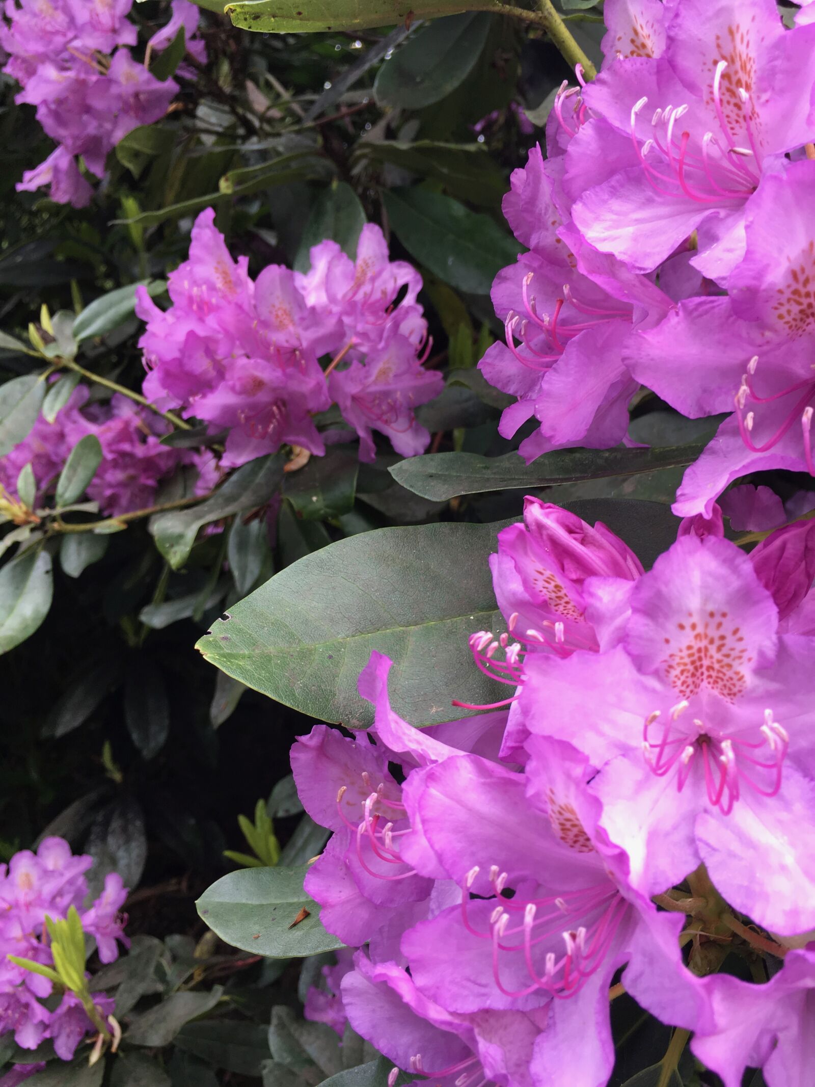 iPhone SE back camera 4.15mm f/2.2 sample photo. Woodland, spring, rhododendron photography