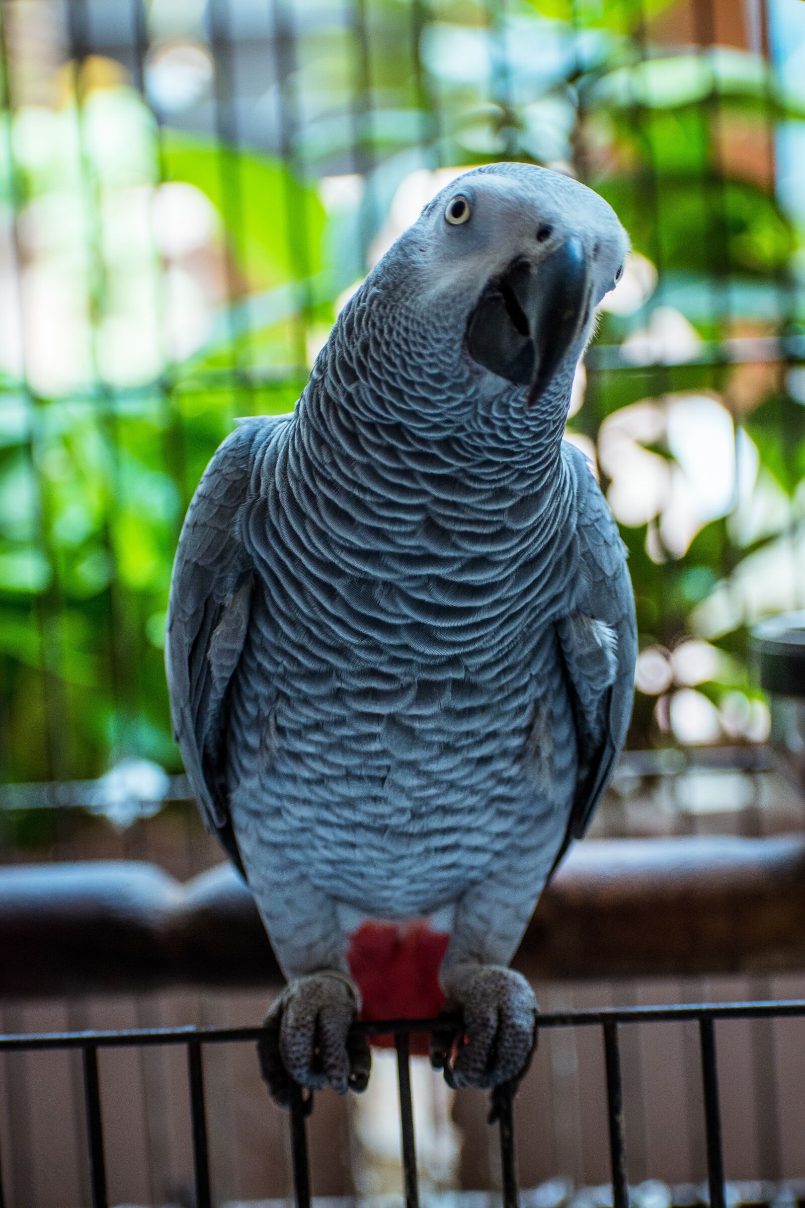 Nikon D3500 sample photo. Gray parrot, parrot, bird photography