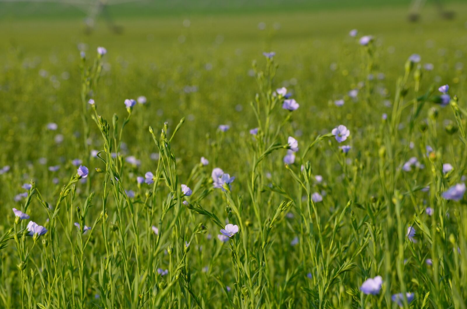 Nikon D7000 sample photo. Flax, linen flower, flax photography