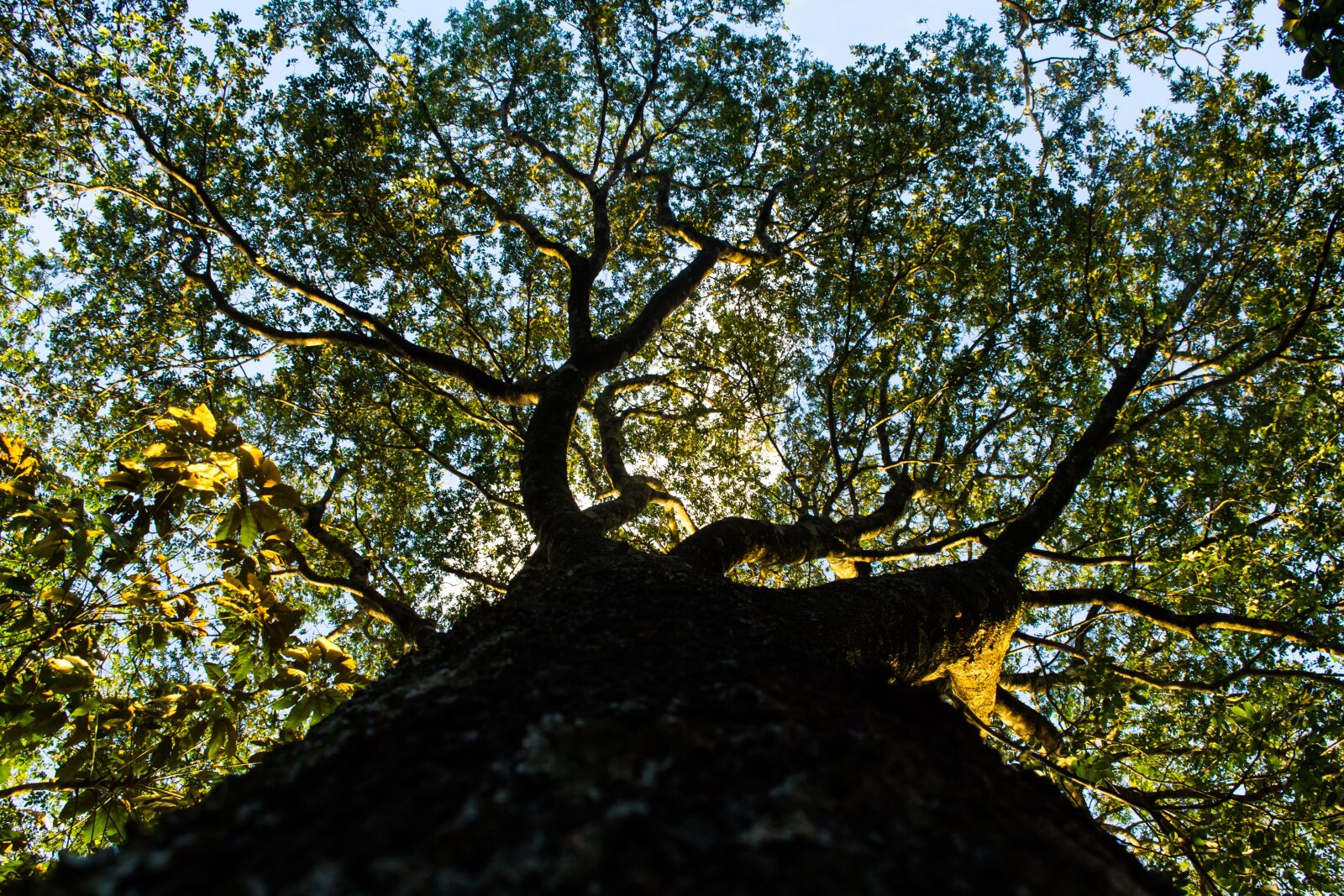 Nikon D3100 sample photo. Tree, forest, green photography