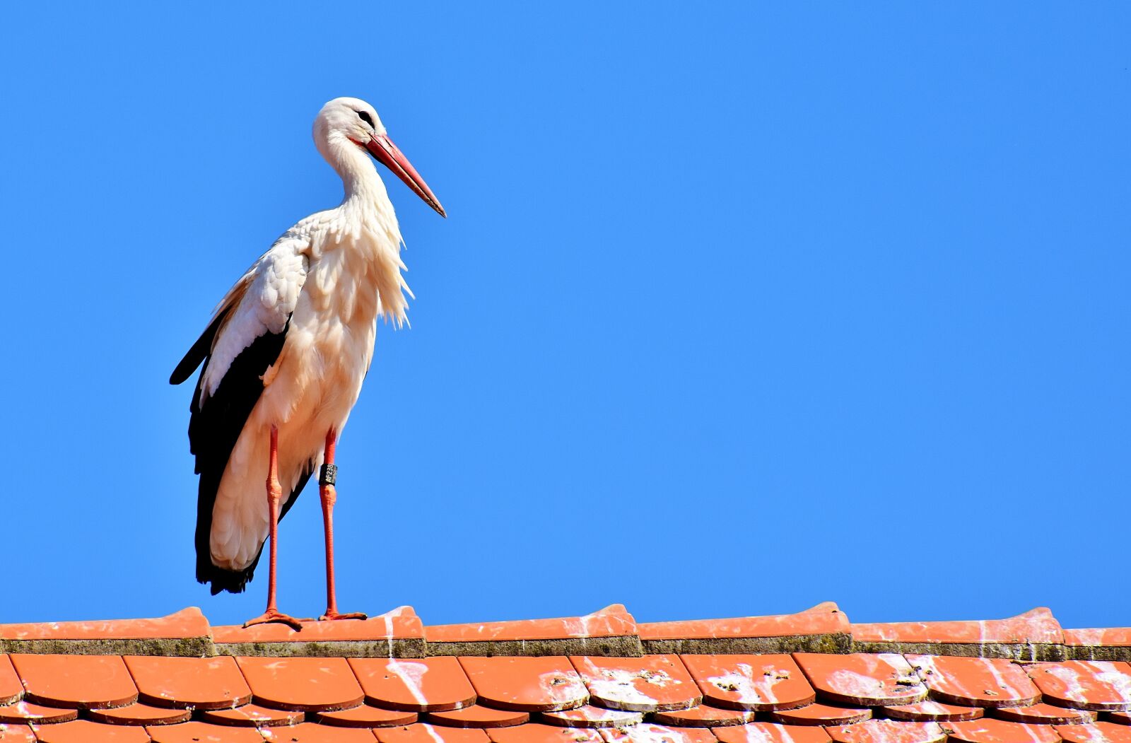 Nikon D7200 sample photo. Stork, bird, flying photography