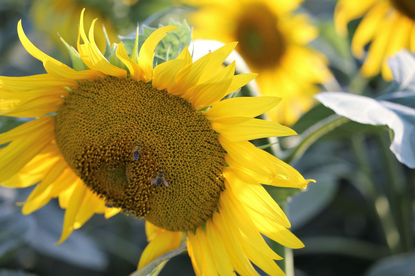 Canon EF 70-300 F4-5.6 IS II USM sample photo. Agriculture, sunflowers, bloom photography