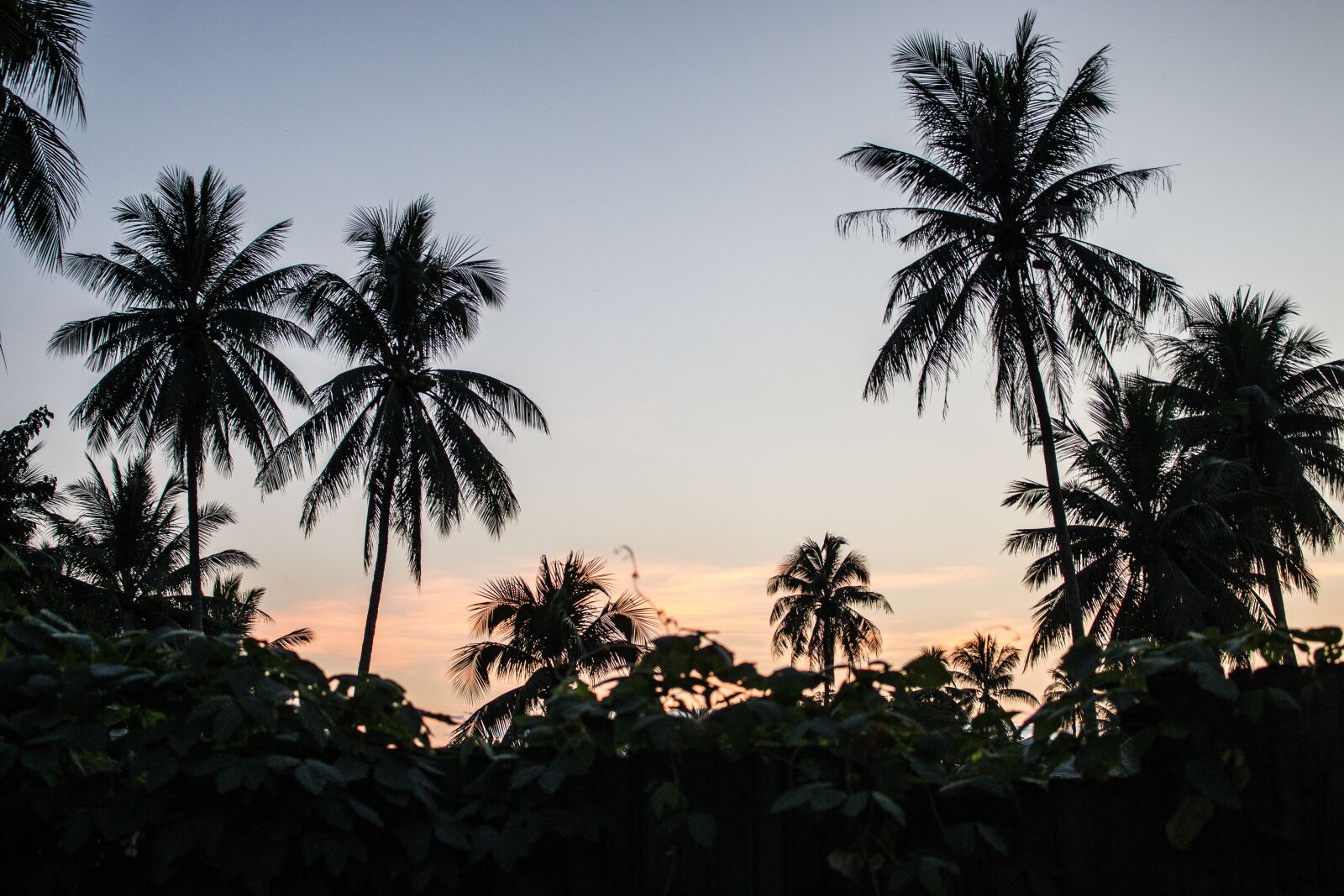 Canon EOS 70D sample photo. Palm trees, paradise, horizon photography