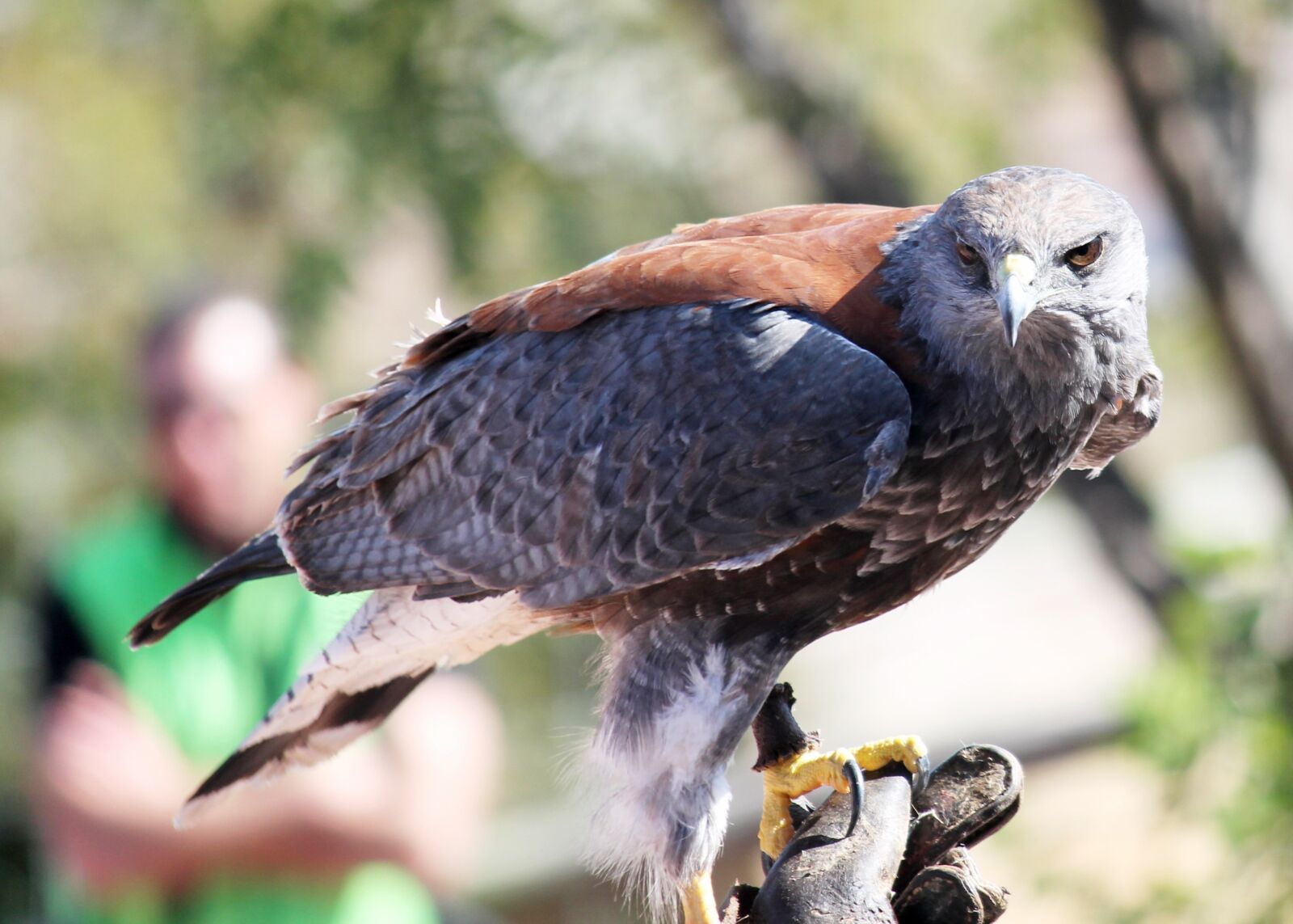 Canon EF-S 55-250mm F4-5.6 IS II sample photo. Falcon, eagle, ave photography