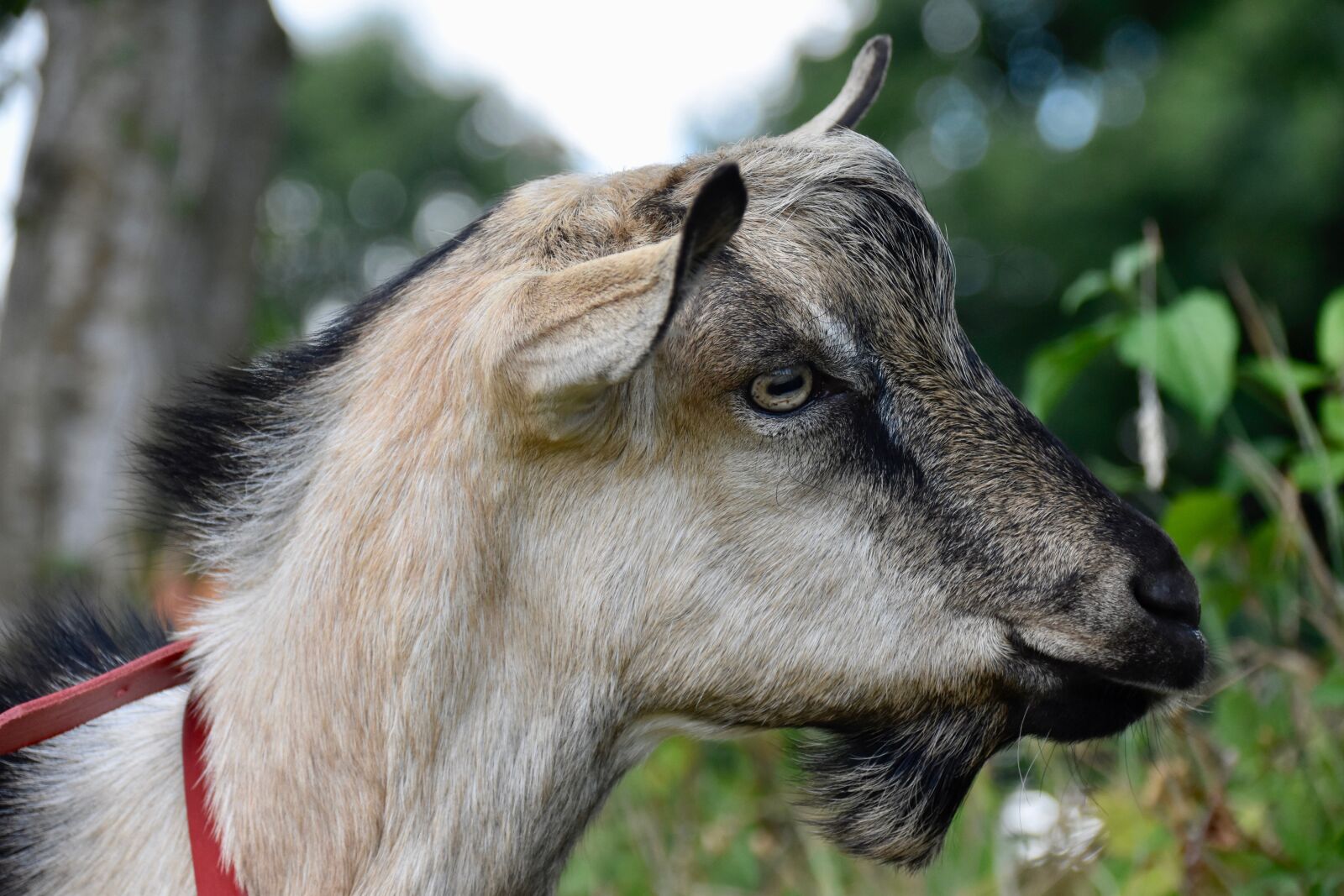 Nikon D5600 sample photo. Goat, goat jupiter, herbivore photography