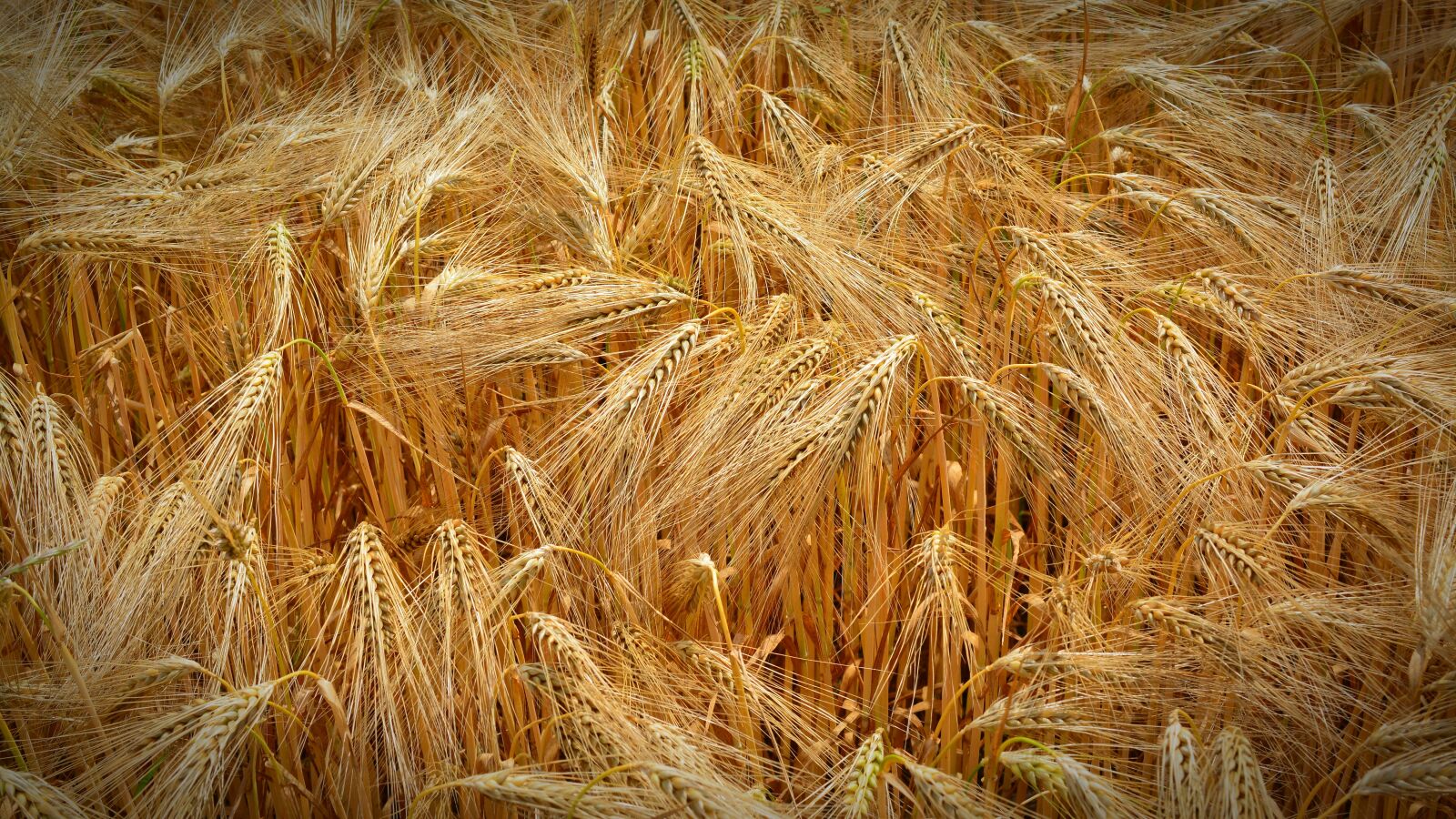 Nikon D5200 sample photo. Cereals, grain, field photography